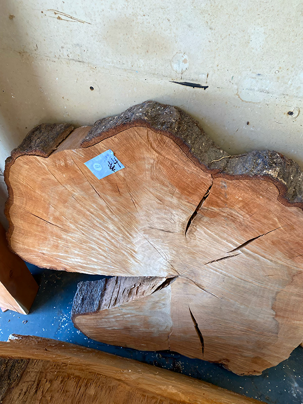 Live oak cross section from St. Augustine, FL — pre-Revolutionary tree felled by Hurricane Dora, showing centuries of growth rings and natural grain
